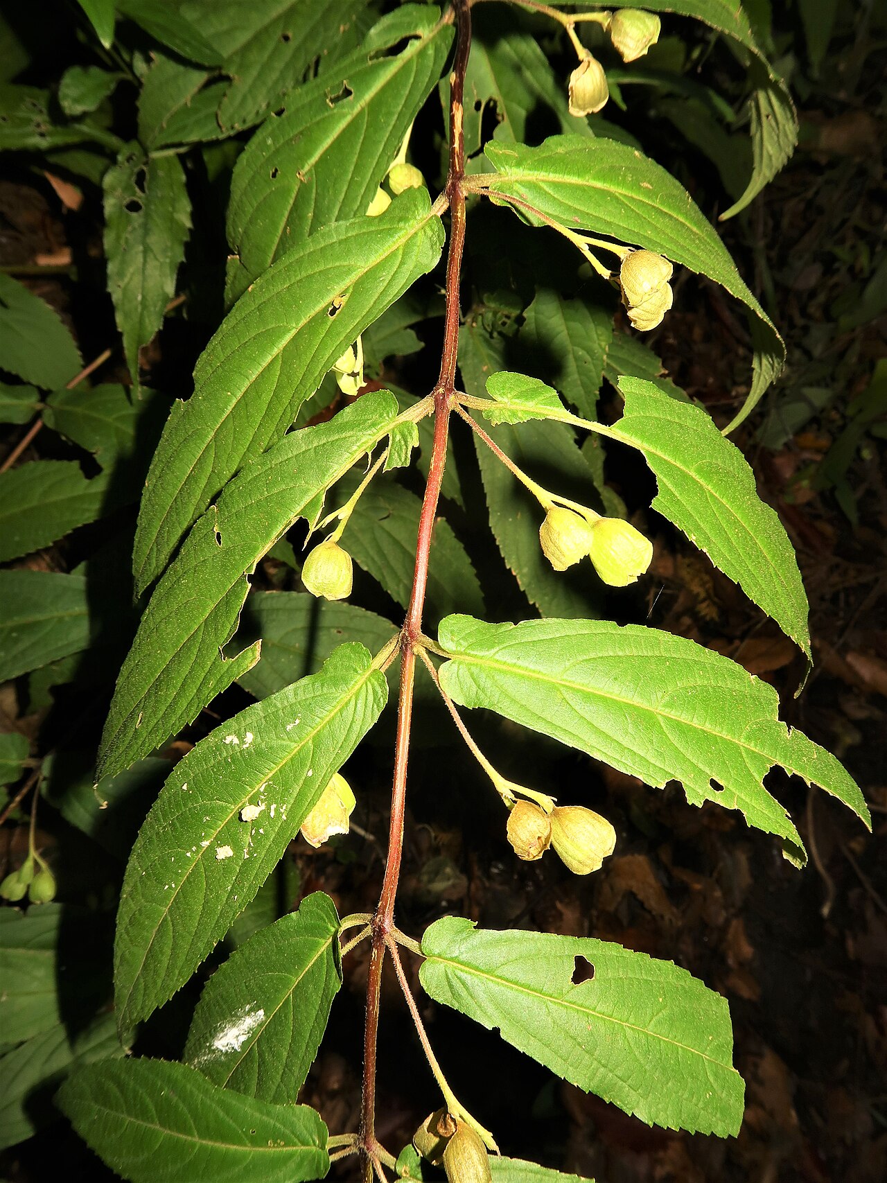 Chelonopsis longipes: Chelonopsis longipes , Miura Peninsula, Kanagawa pref., Japan
