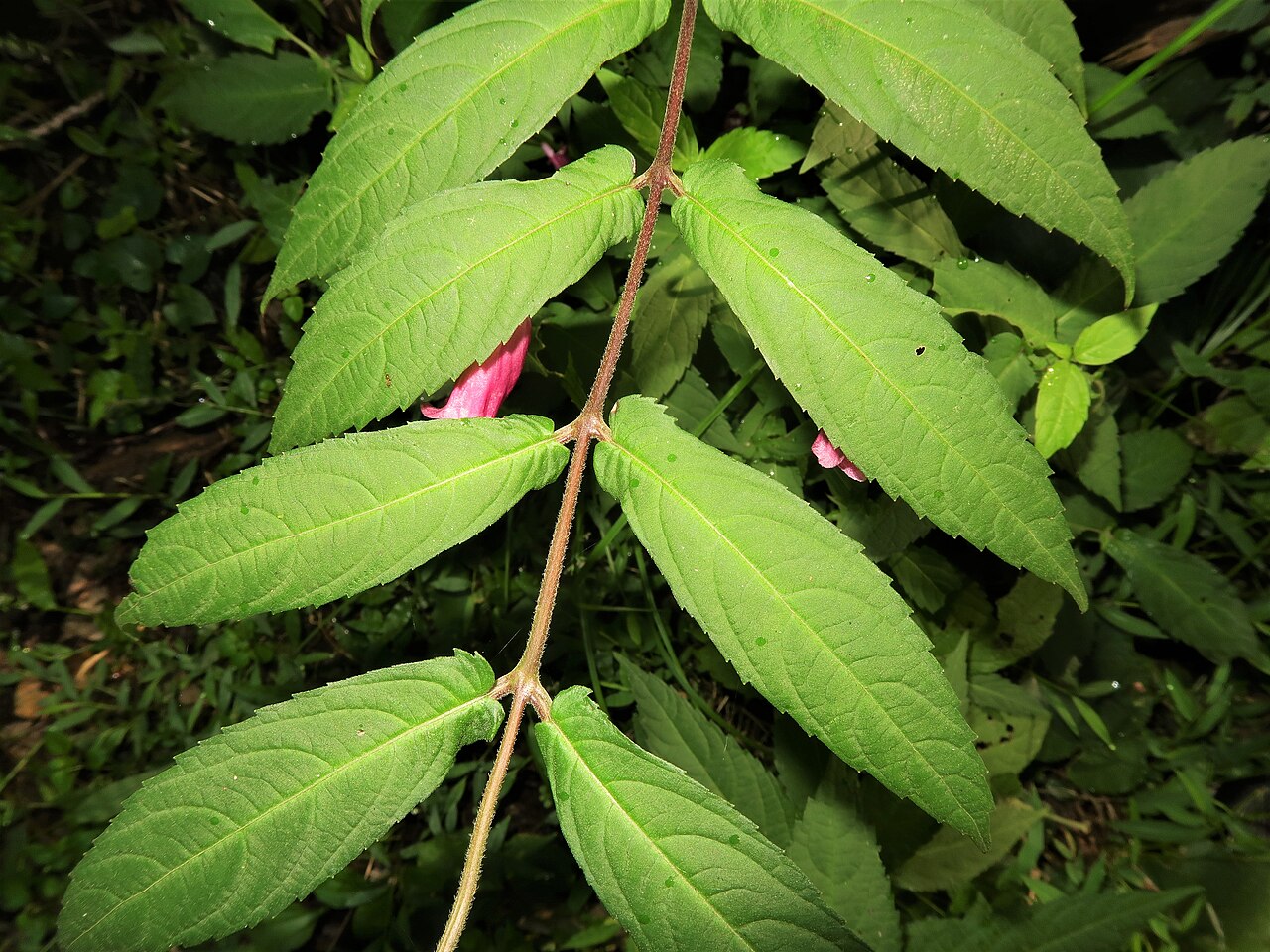 Chelonopsis longipes: Chelonopsis longipes , Izu Peninsula, Shizuoka pref., Japan