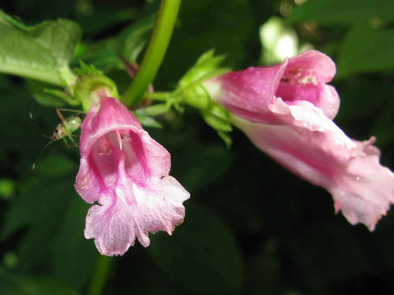 Chelonopsis moschata: Chelonopsis moschata , Niigata pref., Japan