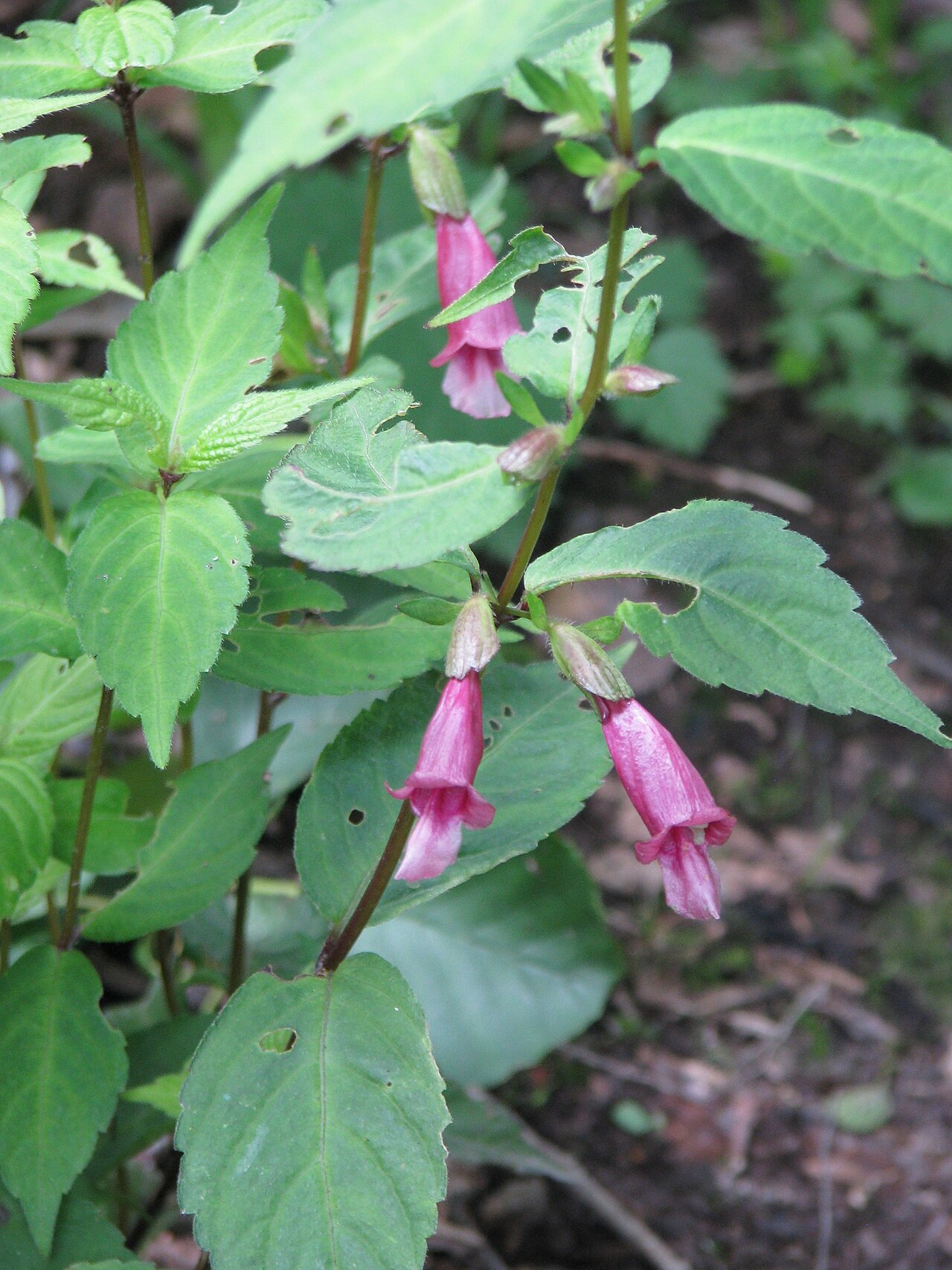 Chelonopsis moschata: Newly planted this summer. The flowers are about 2ins long. The foliage is reminiscent of a Hydrangea.