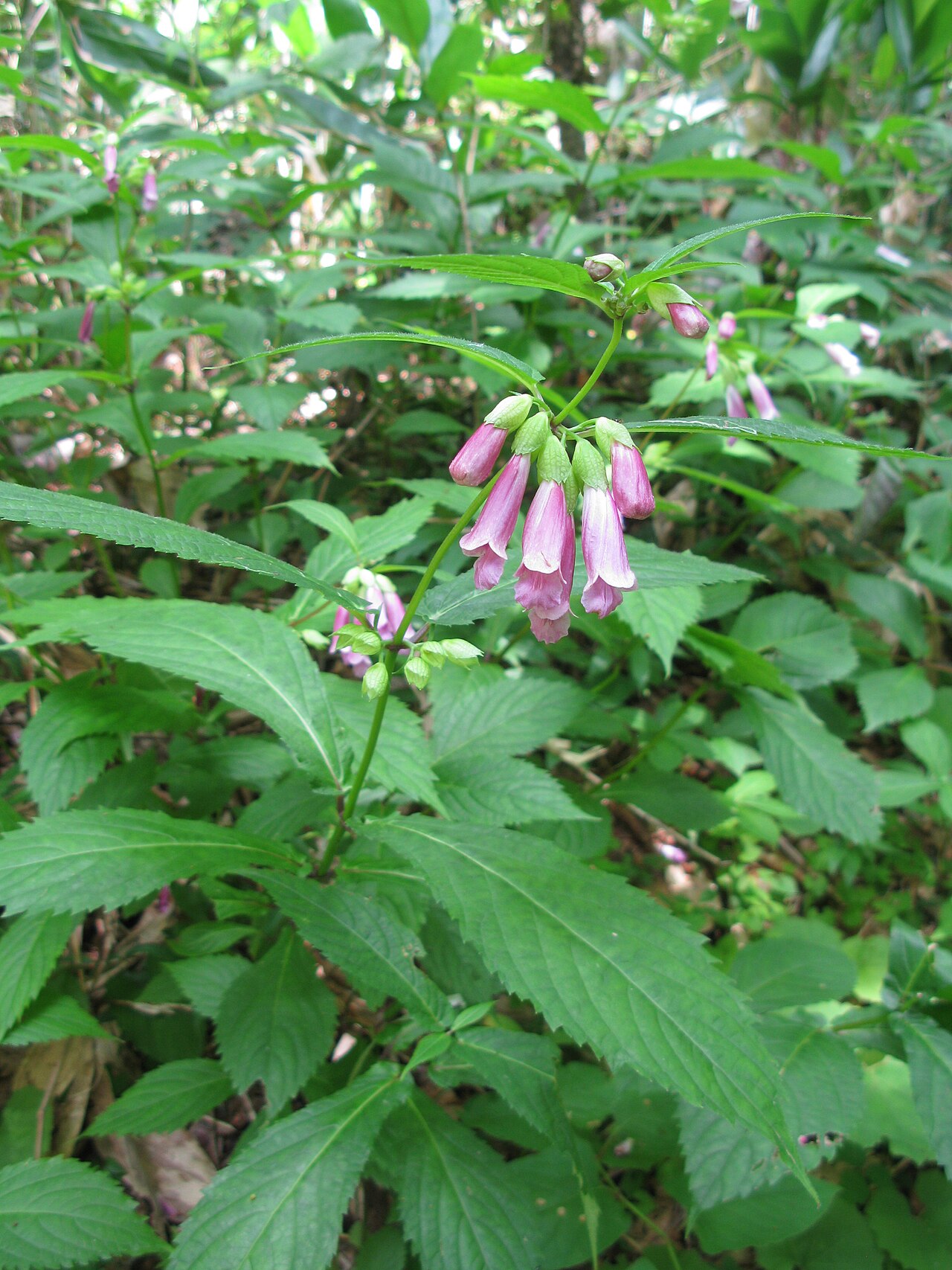 Chelonopsis moschata: Chelonopsis moschata , Oze, Fukushima pref., Japan