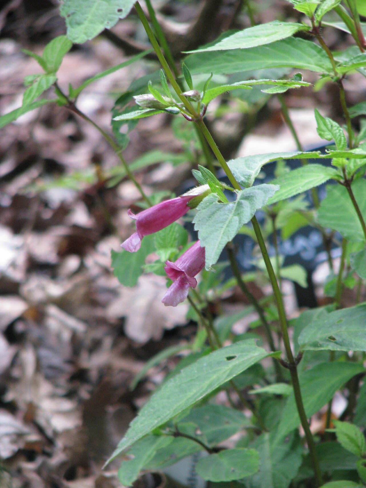 Chelonopsis moschata: Chelonopsis moschata