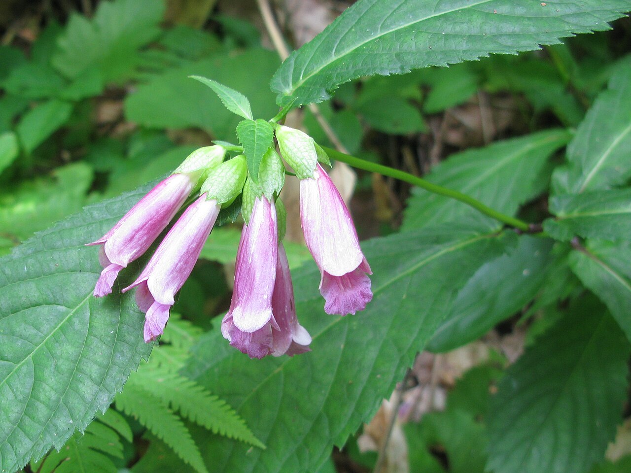 Chelonopsis moschata: Chelonopsis moschata , Oze, Fukushima pref., Japan