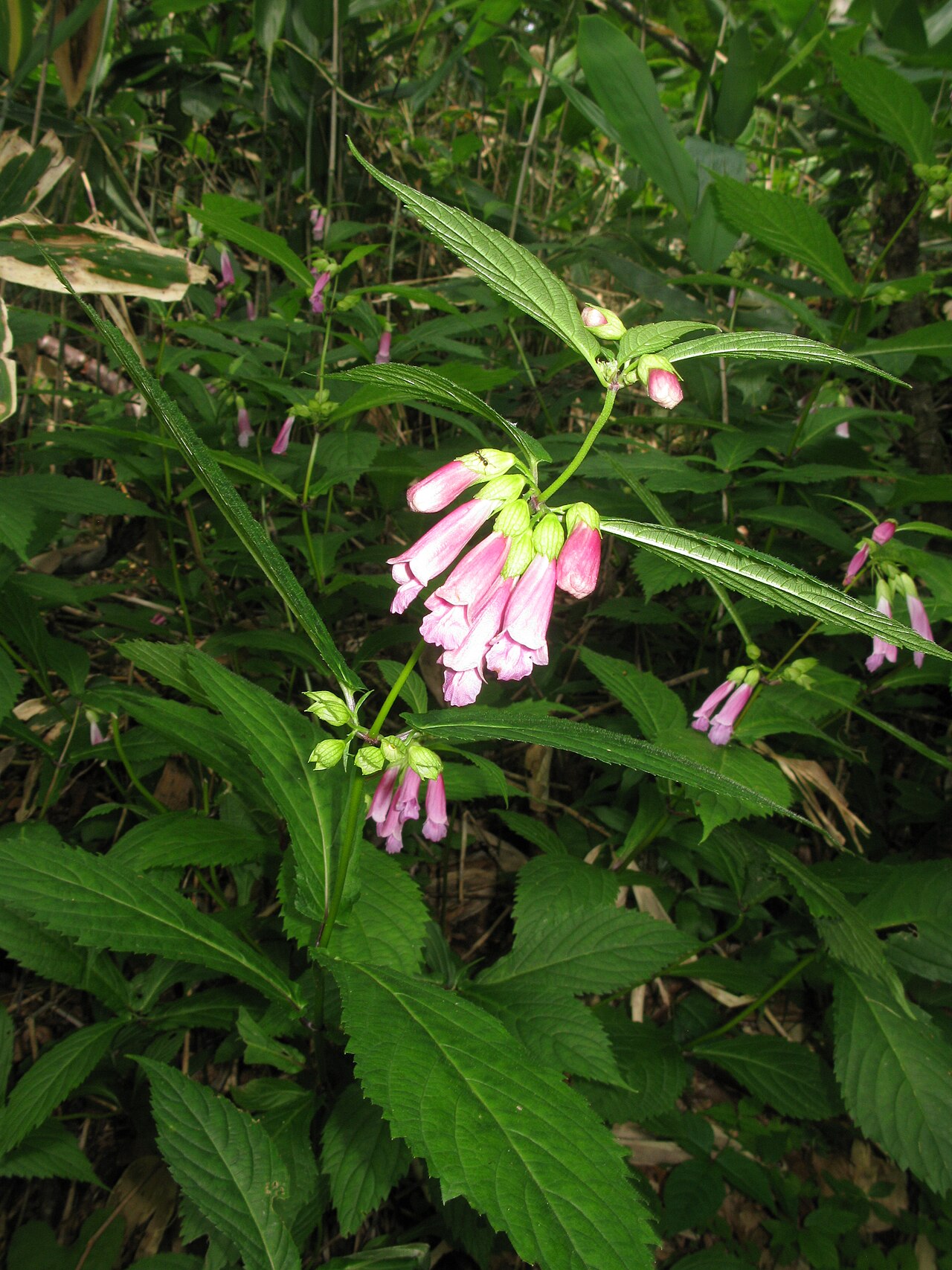 Chelonopsis moschata: Chelonopsis moschata , Oze, Fukushima pref., Japan