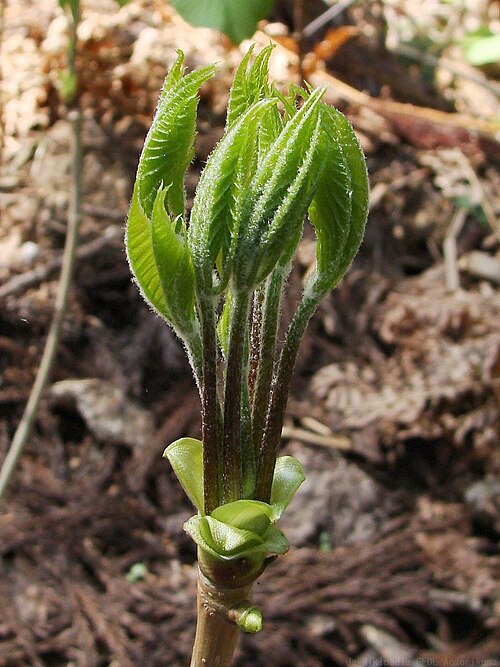 Chengiopanax sciadophylloides: コシアブラ の芽