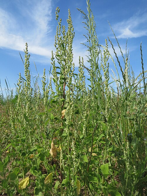 Lambsquarters: Weißer Gänsefuß ( Chenopodium album ) auf einer Brachfläche zum Schutz der Haubenlerche beim Dänischen Lager bei Hockenheim