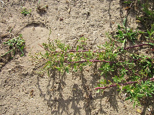 Lambsquarters: Weißer Gänsefuß ( Chenopodium album ) auf der Friedenshöhe
