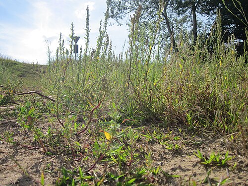 Lambsquarters: Weißer Gänsefuß ( Chenopodium album ) auf der Friedenshöhe
