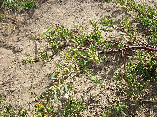 Lambsquarters: Weißer Gänsefuß (Chenopodium album) auf der Friedenshöhe