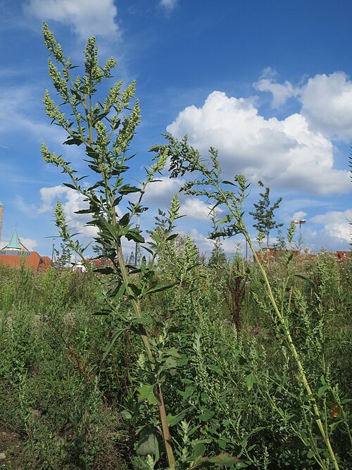 Lambsquarters: Weißer Gänsefuß ( Chenopodium album ) auf einer Brachfläche am Messplatz in Hockenheim