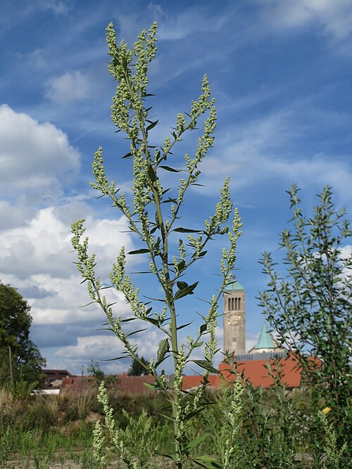 Lambsquarters: Weißer Gänsefuß ( Chenopodium album ) auf einer Brachfläche am Messplatz in Hockenheim