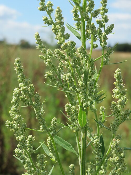 Lambsquarters: Weißer Gänsefuß ( Chenopodium album ) in Hockenheim-Talhaus