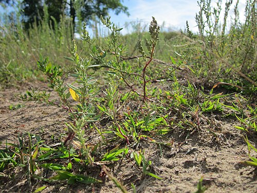Lambsquarters: Weißer Gänsefuß (Chenopodium album) auf der Friedenshöhe