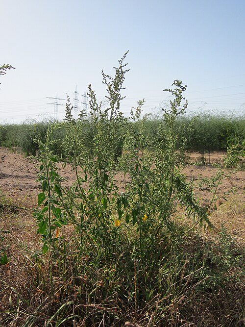 Lambsquarters: Weißer Gänsefuß ( Chenopodium album ) an einem Spargelfeld bei Ketsch