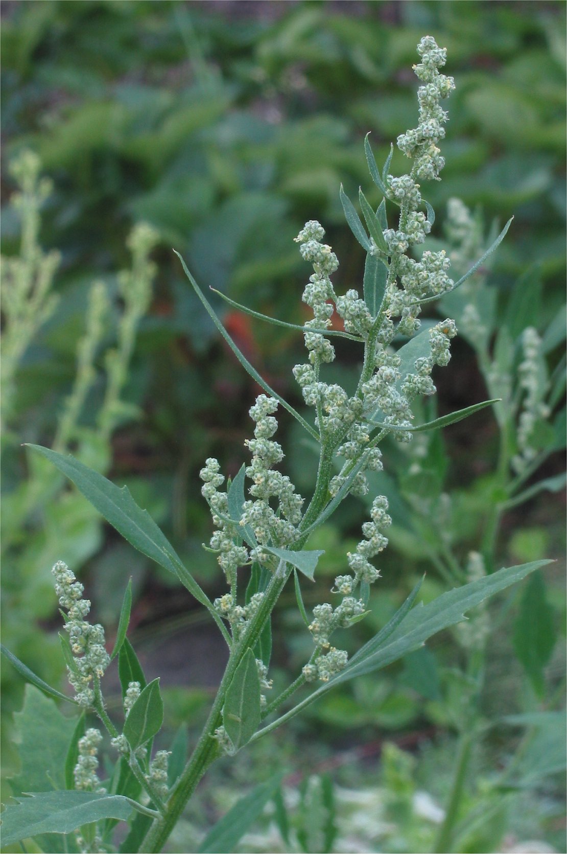Lambsquarters: Chenopodium album , otherwise known as lamb's quarters, melde, or white goosefoot