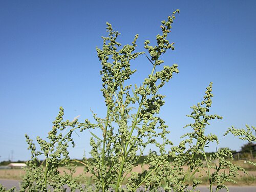 Lambsquarters: Weißer Gänsefuß ( Chenopodium album ) an einem Spargelfeld bei Ketsch