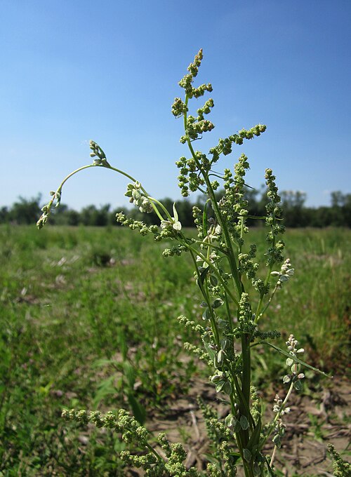 Lambsquarters: Weißer Gänsefuß ( Chenopodium album ) mit Windenknöterich ( Fallopia convolvulus ) im Hockenheimer Rheinbogen