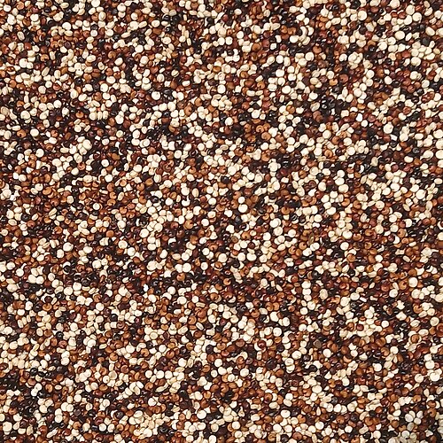 Quinoa: Bolivian tricolor quinoa