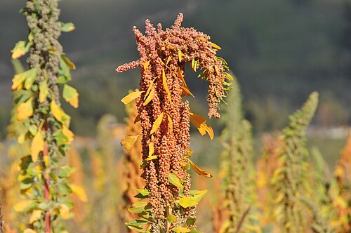 Quinoa: Quinoa