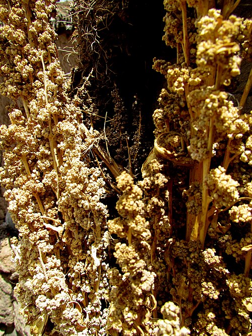 Quinoa: 114 Quinoa Andes Home Puno Peru 3387