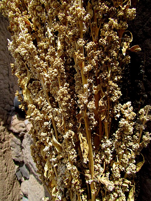 Quinoa: 113 Quinoa Andes Home Puno Peru 3386