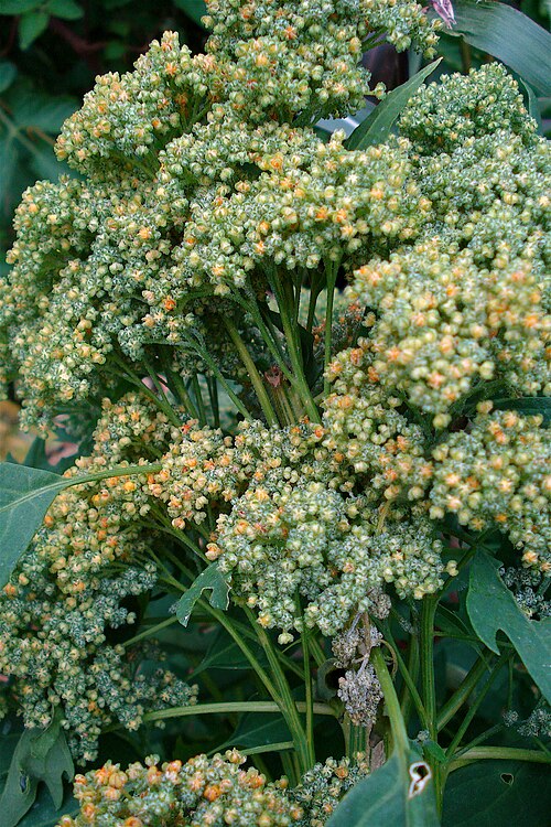 Quinoa: Chenopodium quinoa before flowering
