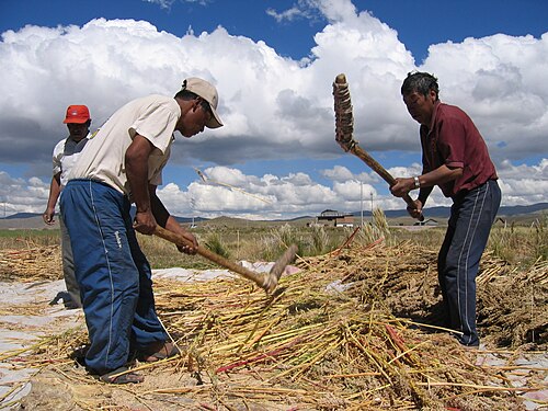 Quinoa: Farmers threshing quinoa (Chenopodium quinoa), near Puno, Peru.
