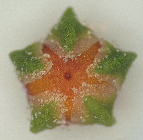 Quinoa: A developing brown quinoa seed inside a flower. Five green sepals surround and contain the seed.
