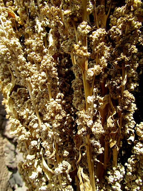 Quinoa: 112 Quinoa Andes Home Puno Peru 3385