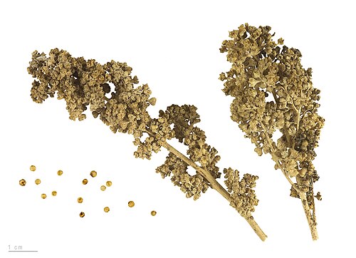Quinoa: Quinoa "red faro" , fruits and seeds