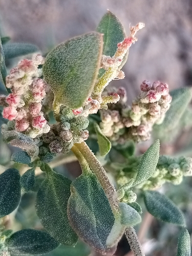 Stinking goosefoot (Chenopodium vulvaria)