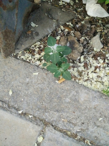 Stinking goosefoot (Chenopodium vulvaria)