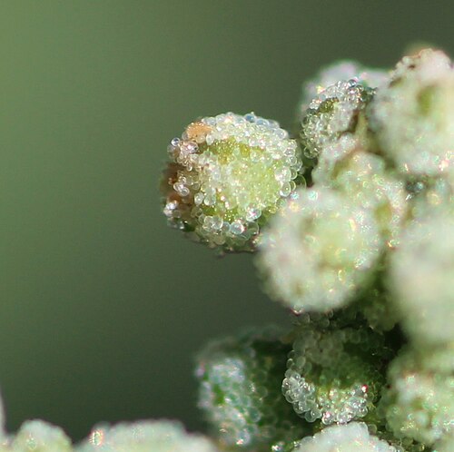Stinking goosefoot: Chenopodium vulvaria