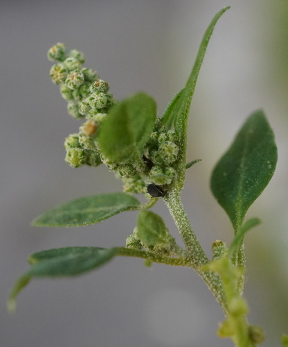 Stinking goosefoot (Chenopodium vulvaria)
