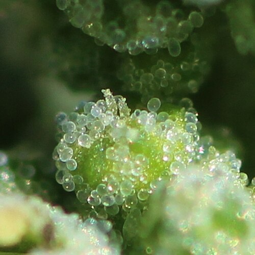 Stinking goosefoot: Chenopodium vulvaria flower with pistil