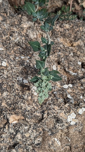Stinking goosefoot (Chenopodium vulvaria)