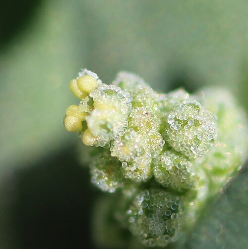 Stinking goosefoot: Chenopodium vulvaria