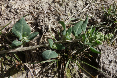 Stinking goosefoot (Chenopodium vulvaria)