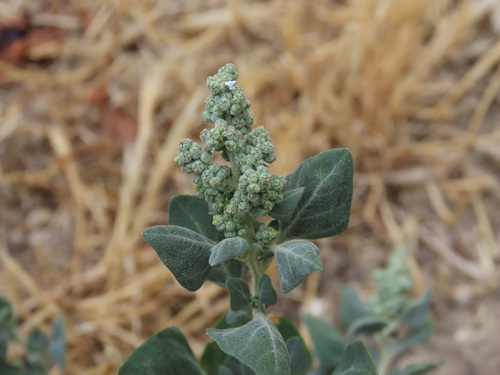 Stinking goosefoot (Chenopodium vulvaria)