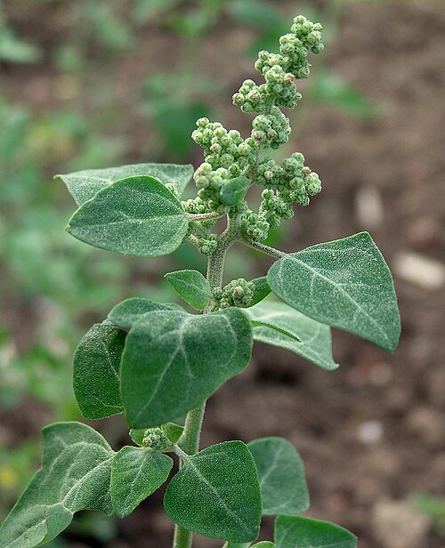 Stinking goosefoot: Chenopodium vulvaria near mature seed