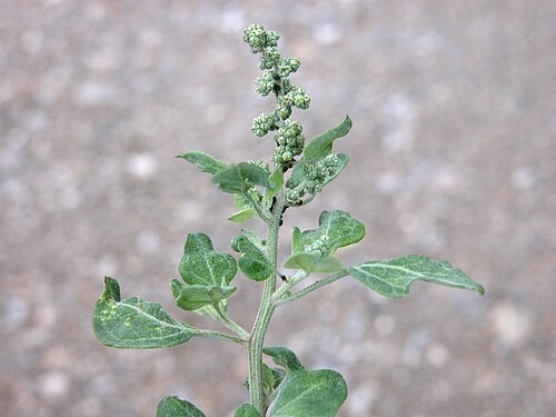 Stinking goosefoot: Chenopodium vulvaria