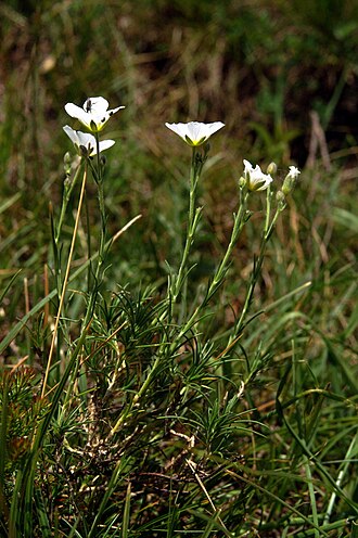 Cherleria capillacea: Lasasta črvinka na Kamniškem vrhu.
