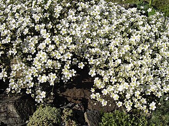 Cherleria capillacea: Minuartia capillacea