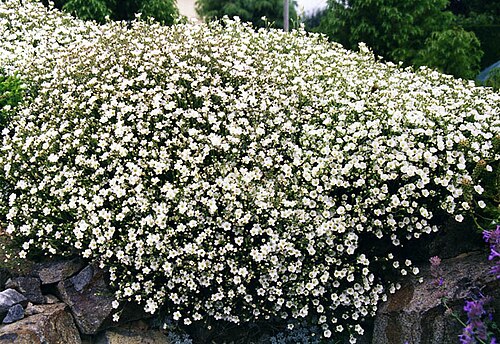 Cherleria capillacea: Minuartia capillacea