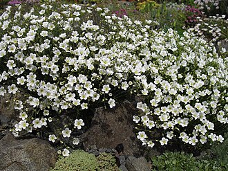 Cherleria capillacea: Minuartia capillacea