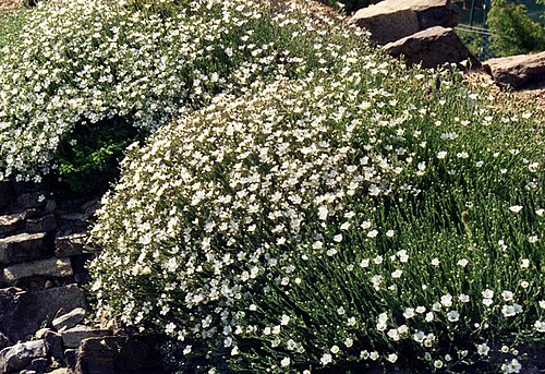 Cherleria capillacea: Minuartia capillacea