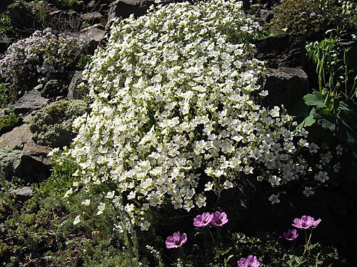 Cherleria capillacea: Minuartia capillacea
