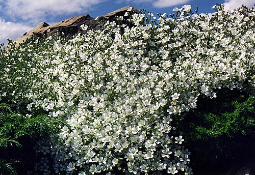 Cherleria capillacea: Minuartia capillacea