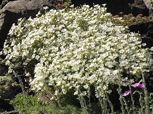 Cherleria capillacea: Minuartia capillacea