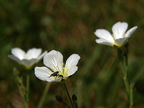 Cherleria capillacea: Lasasta črvinka na Kamniškem vrhu.